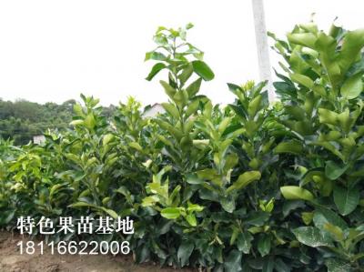 红心柚柑橘苗
