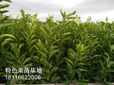 沃柑柑橘苗