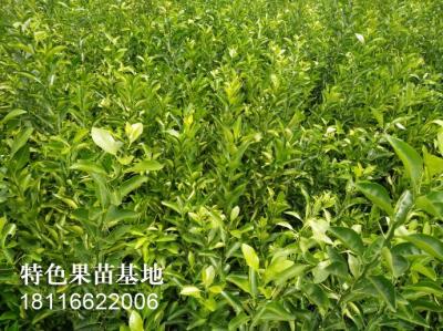 金秋砂糖橘柑橘苗