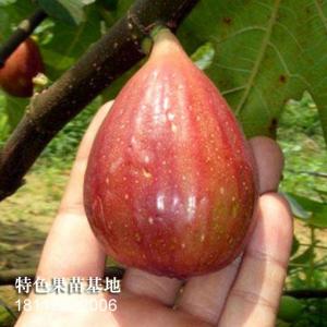 波姬红无花果