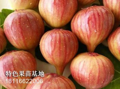 波姬红无花果