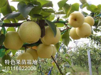 黄金梨