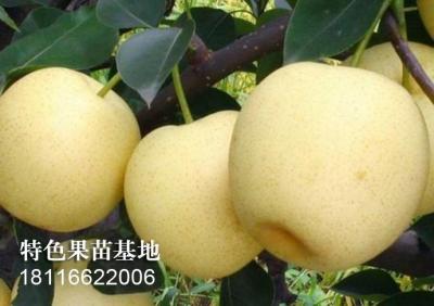 黄金梨