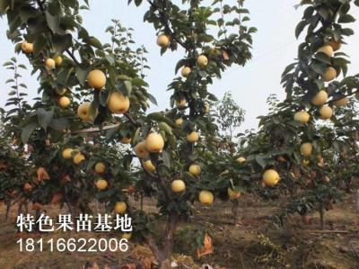黄金梨