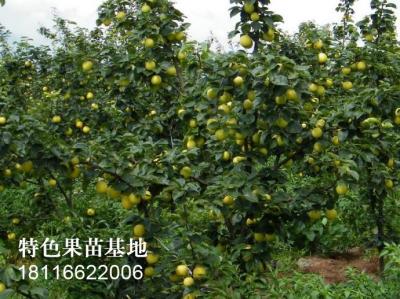 黄金梨