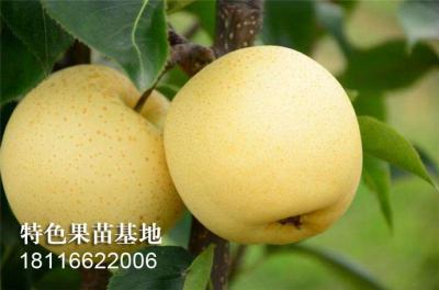 黄金梨