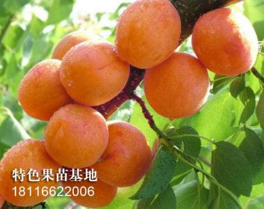金太阳杏子