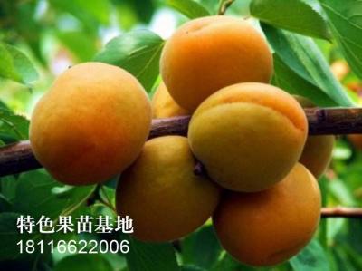 金太阳杏子