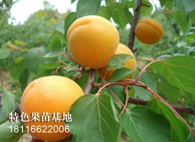 金太阳杏子