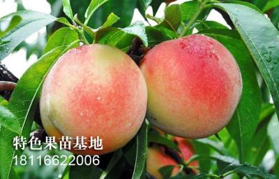 水蜜桃
