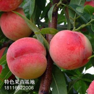 胭脂脆桃