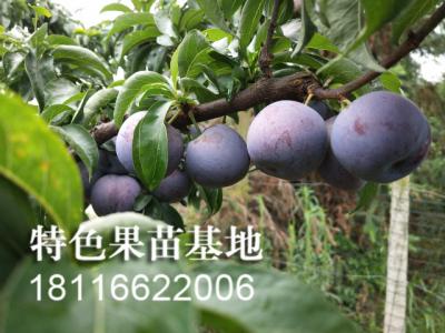五月脆李