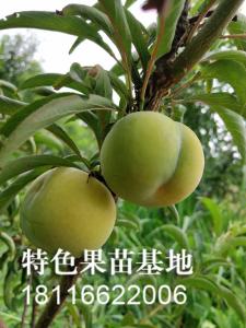 蜂糖李