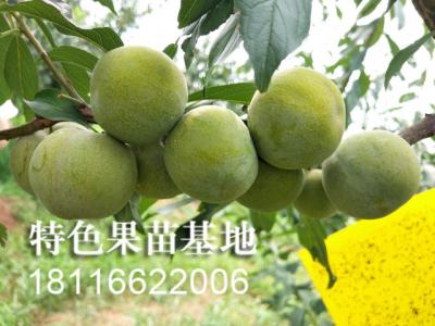 青脆李