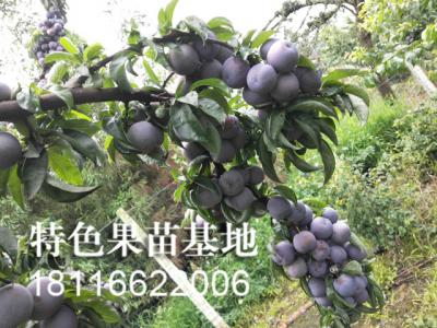 五月脆李